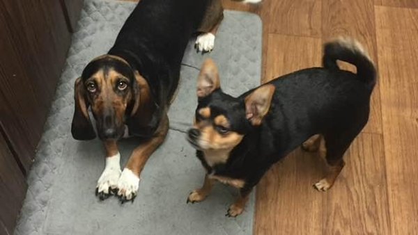 Stacey Dillon 3 Stacey Dillon 3